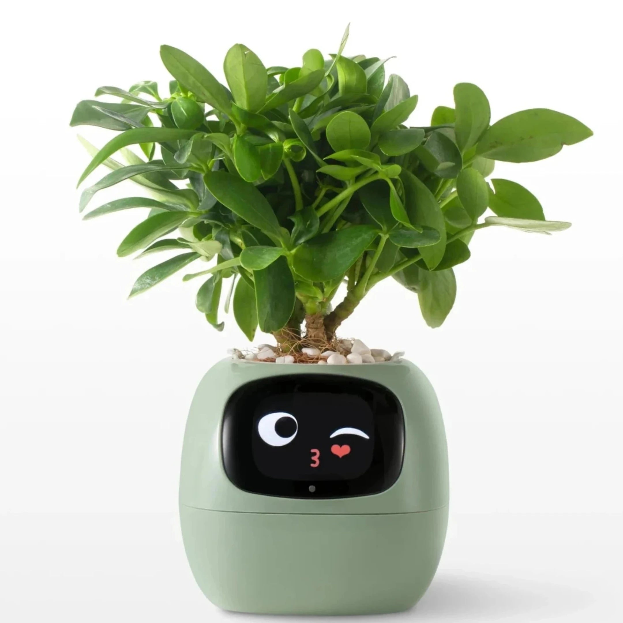 IvySense® Smart Pot