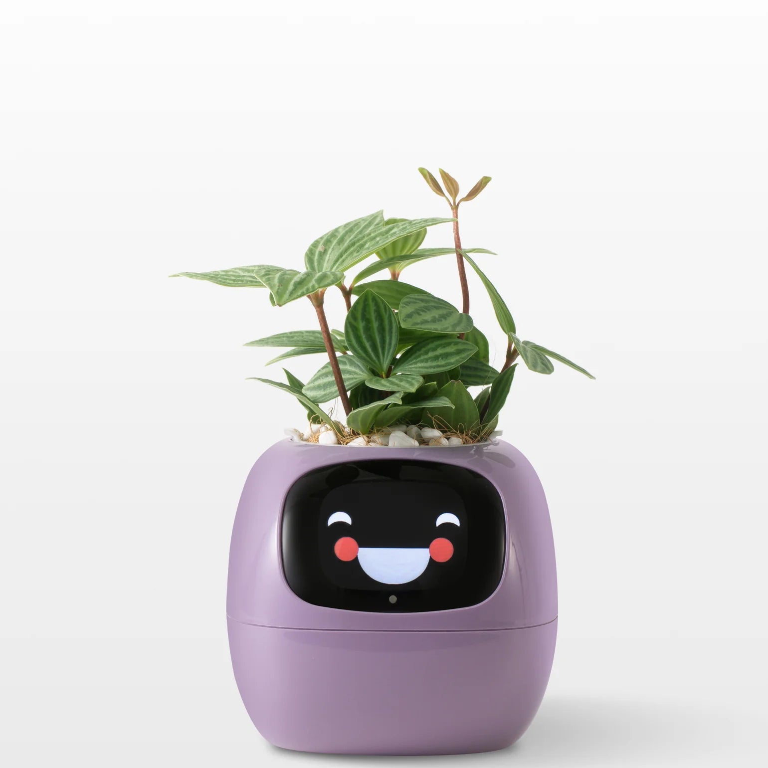 IvySense® Smart Pot